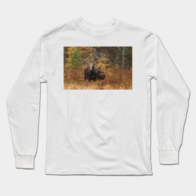 Moose - Algonquin Park, Canada Long Sleeve T-Shirt by Jim Cumming